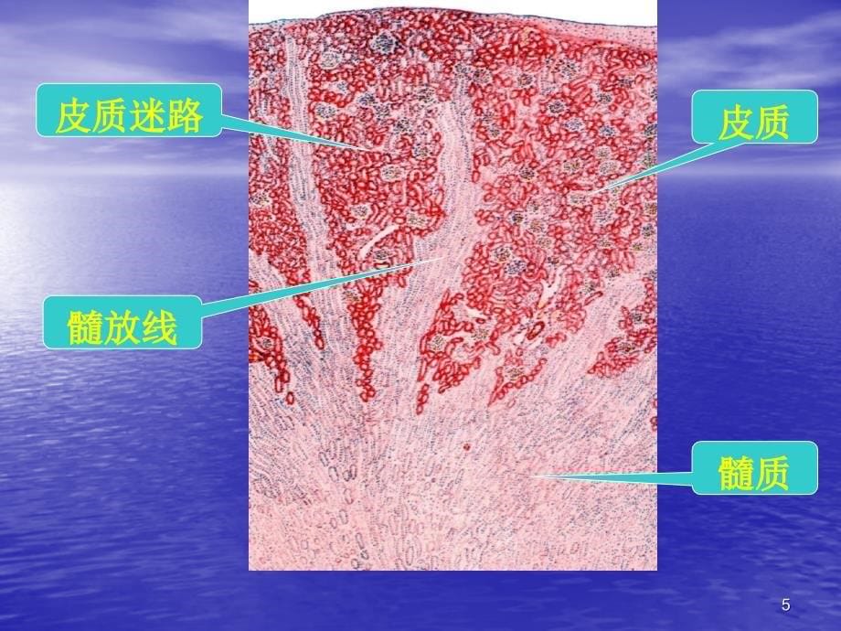 组胚泌尿系统ppt课件.ppt_第5页