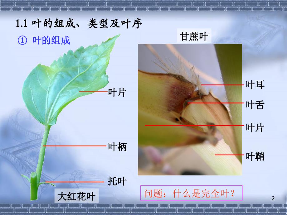 实验叶的形态与结构ppt课件.ppt_第2页