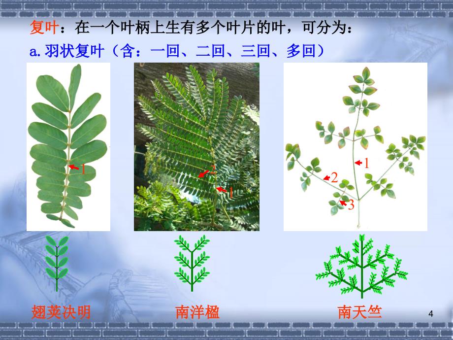 实验叶的形态与结构ppt课件.ppt_第4页