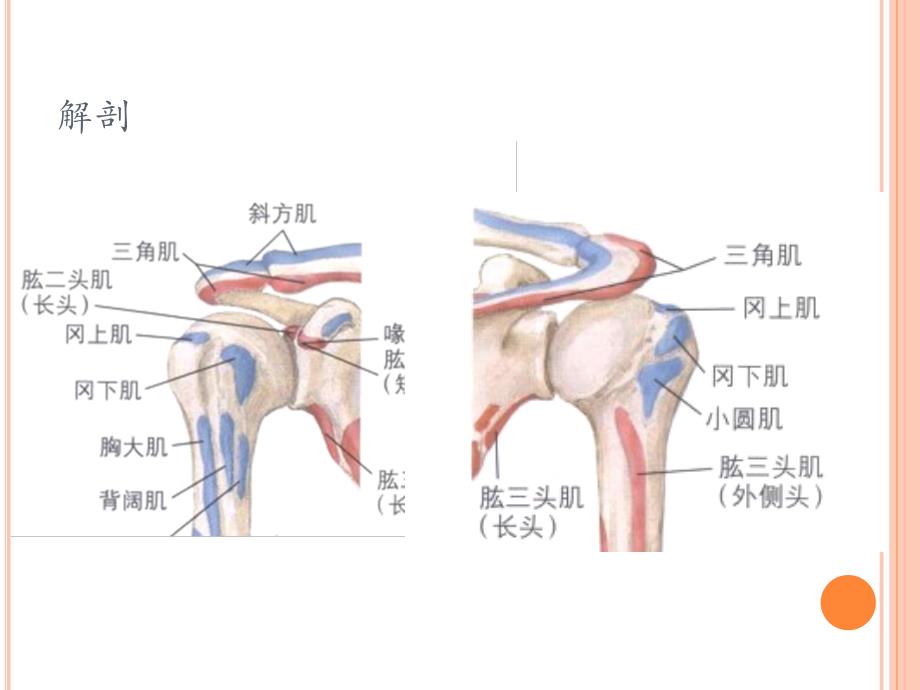 肱骨近端骨折教案ppt课件.ppt_第3页