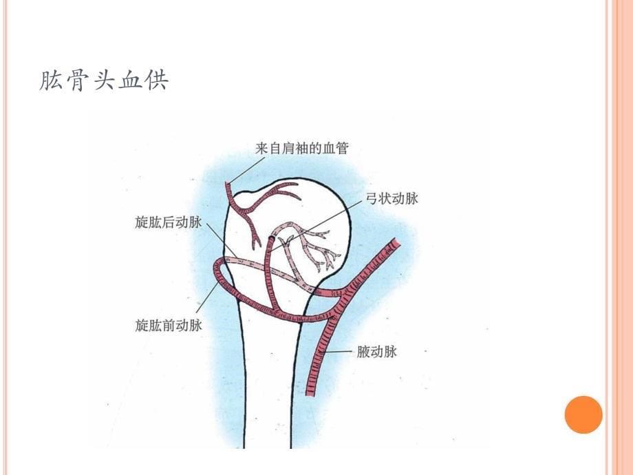 肱骨近端骨折教案ppt课件.ppt_第5页