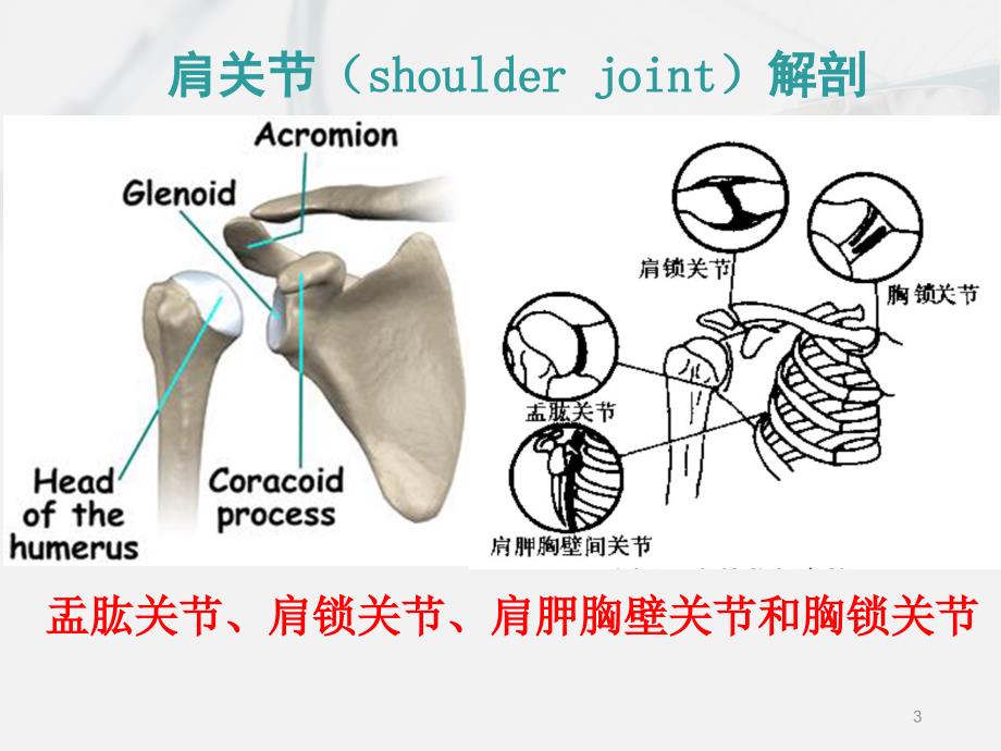 肩痛诊断与治疗ppt课件.ppt_第3页