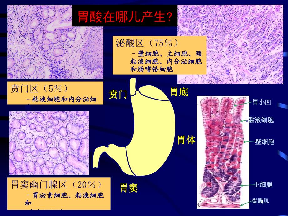 消化性溃疡cyppt课件.ppt_第4页