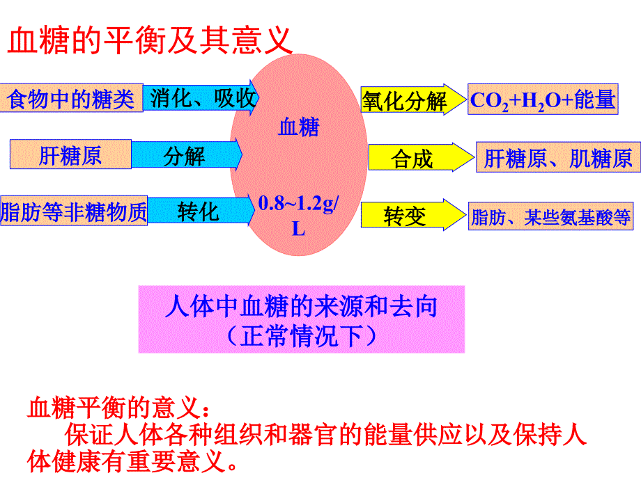 血糖调节的模型建构ppt课件.ppt_第3页