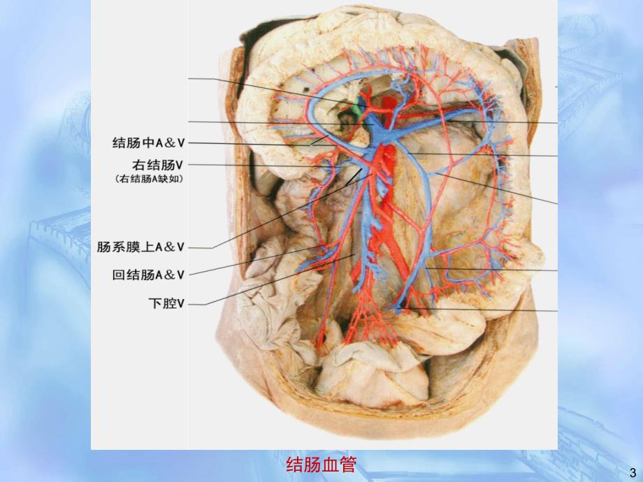 右半结肠解剖ppt课件.ppt_第3页