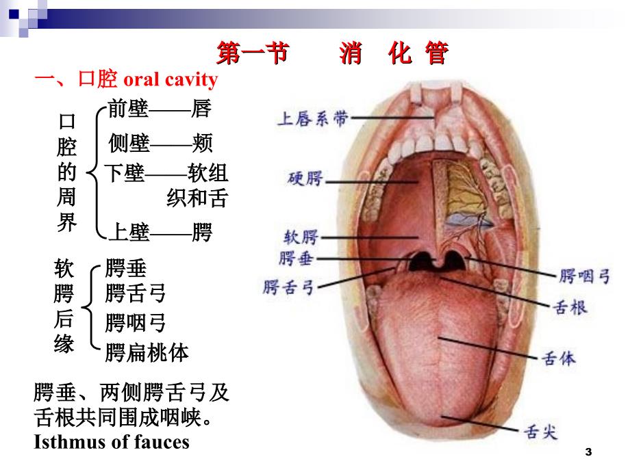 消化系统解剖 (2)ppt课件.ppt_第3页