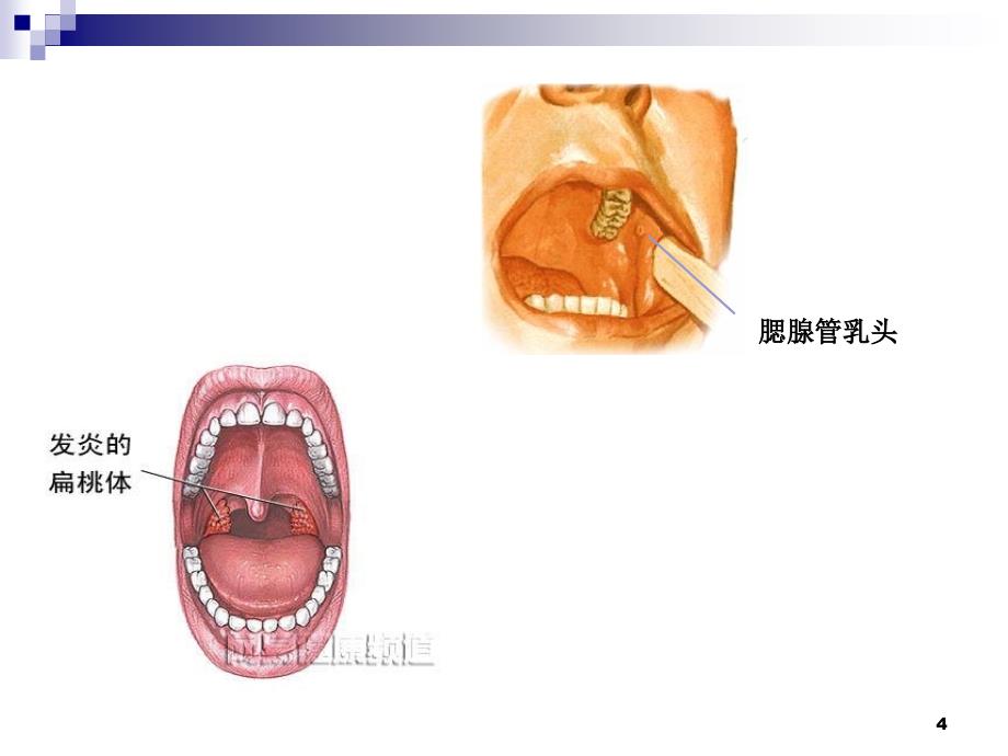 消化系统解剖 (2)ppt课件.ppt_第4页