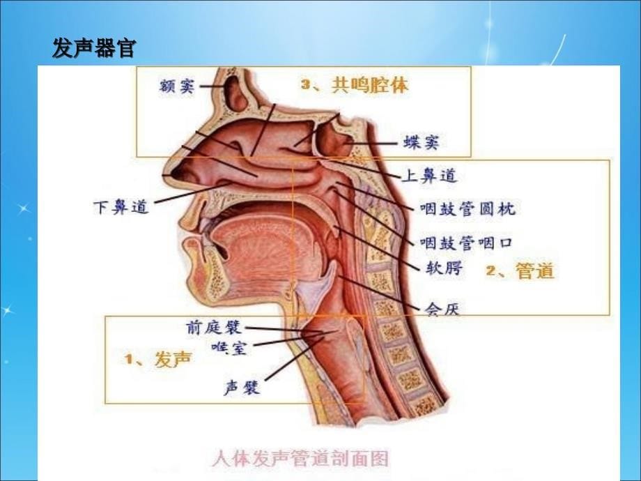 第一节发声训练ppt课件.ppt_第5页