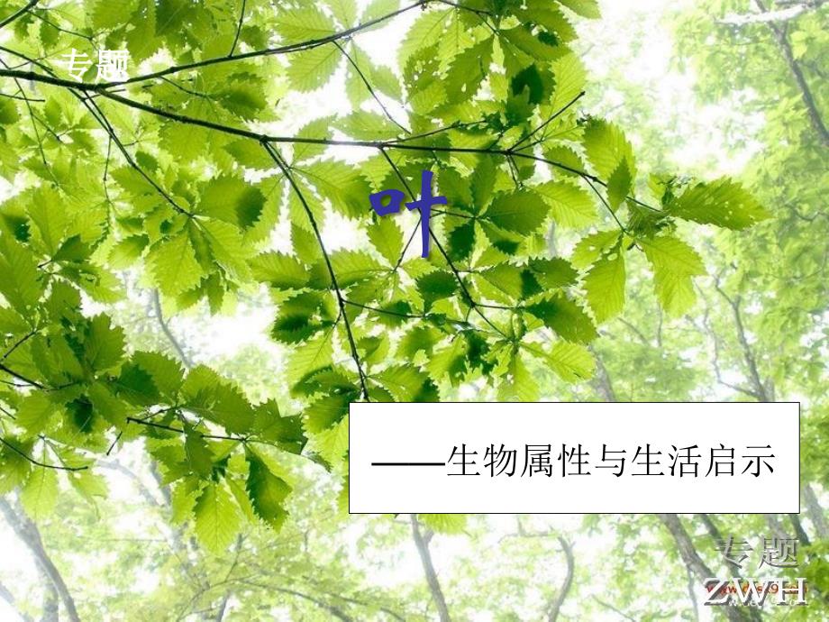 八年级下册语文叶专题叶子与生物科技启示_第1页