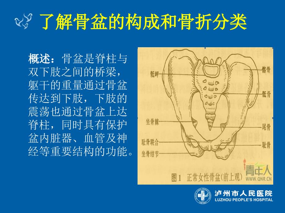 骨盆骨折手术及护理ppt课件.ppt_第3页