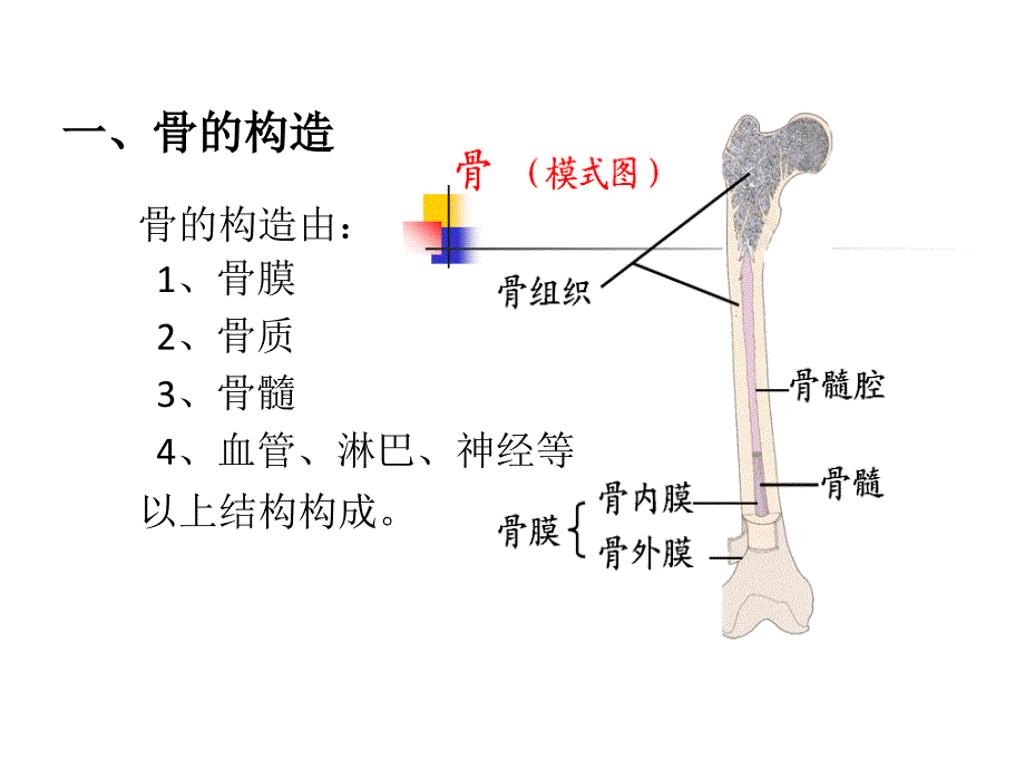 骨组织结构ppt课件.ppt_第2页