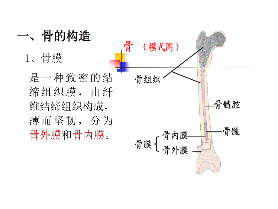 骨组织结构ppt课件.ppt_第3页