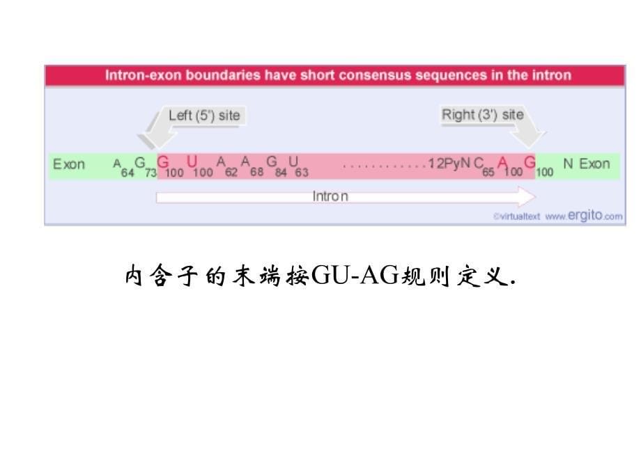 基础分子生物学课件24RNA的剪切与加工_第5页