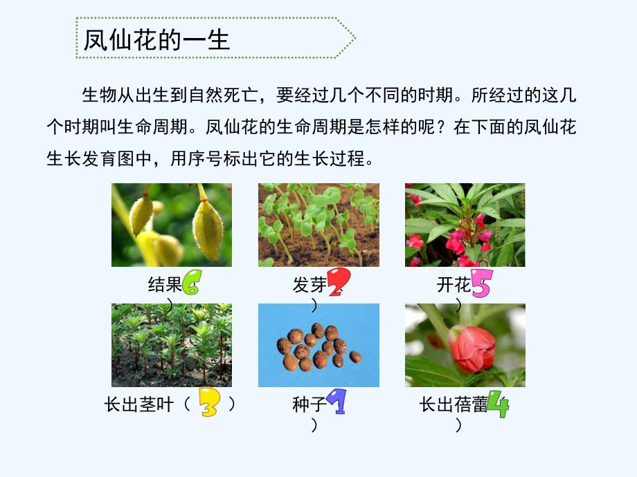 小学三年级科学下册《凤仙花的一生》教学课件_第3页