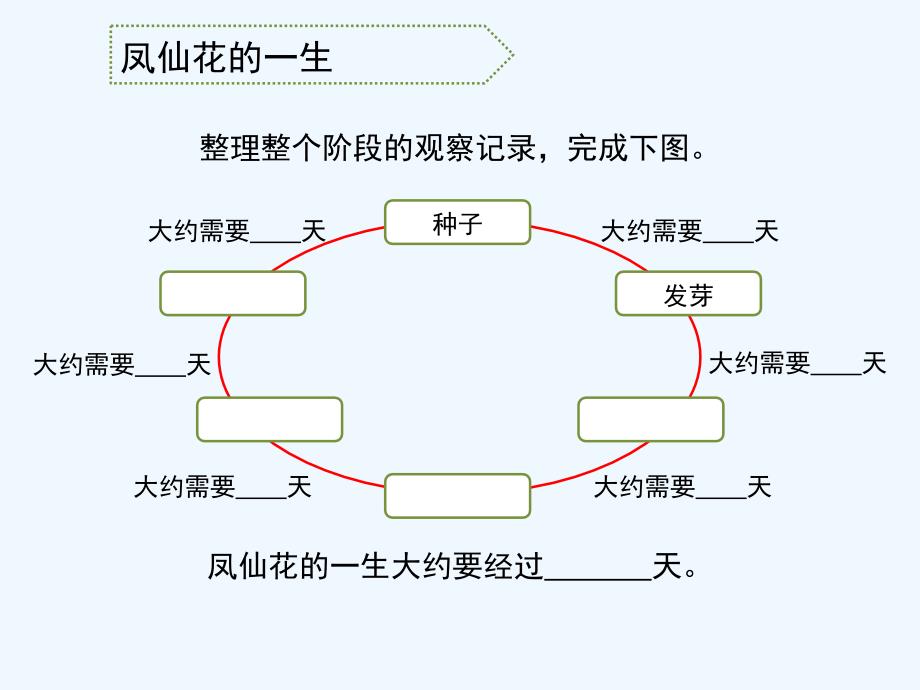 小学三年级科学下册《凤仙花的一生》教学课件_第4页