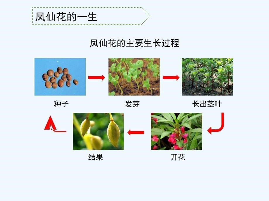 小学三年级科学下册《凤仙花的一生》教学课件_第5页