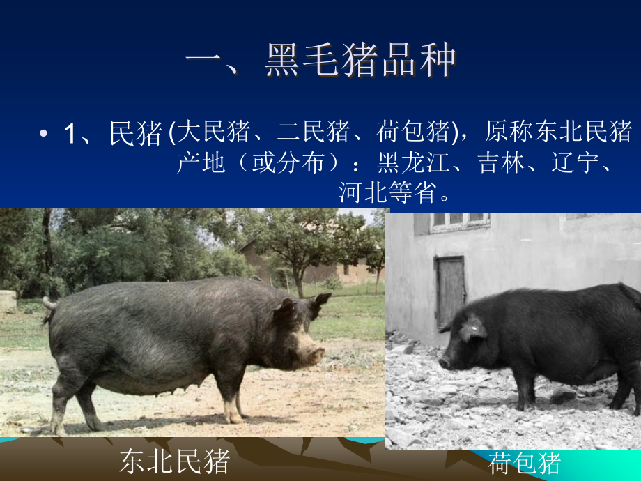 黑毛猪的饲养管理技术ppt课件.ppt_第2页