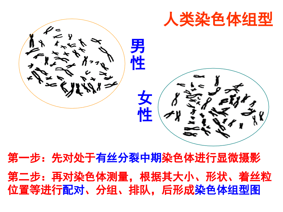 性染色体与伴性遗传梁刚20191227_第4页