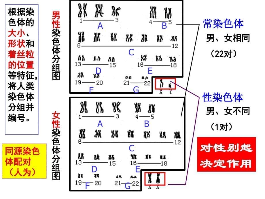 性染色体与伴性遗传梁刚20191227_第5页