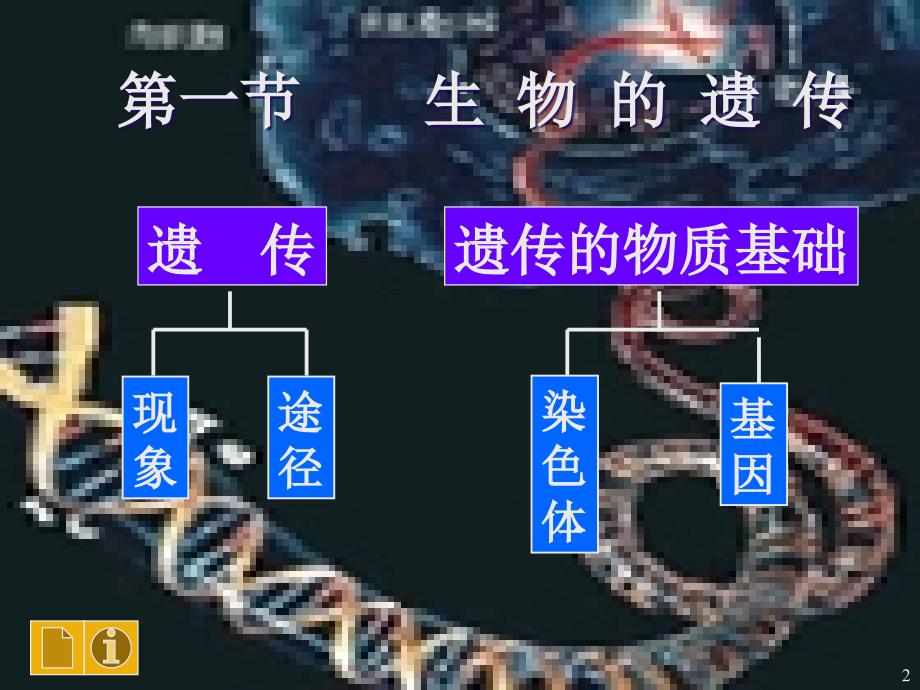 -生物的遗传(优秀版)_第2页