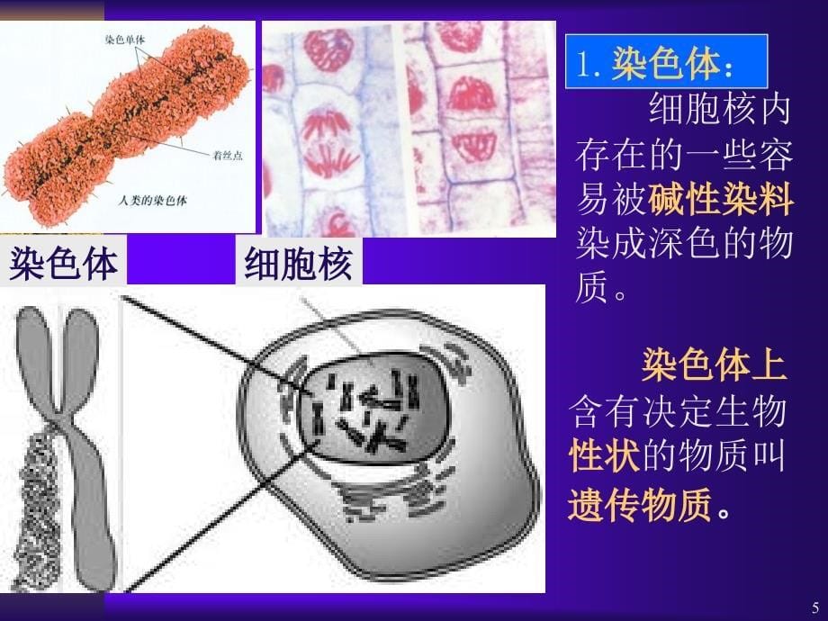 -生物的遗传(优秀版)_第5页