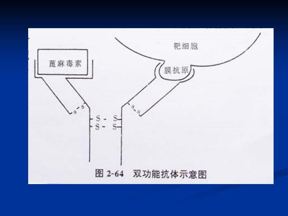 抗体分子改造_第5页