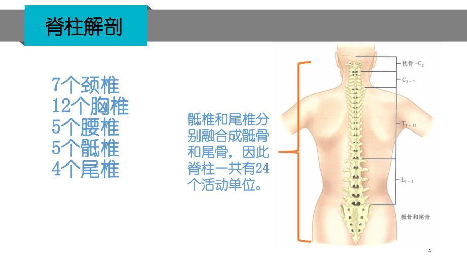 脊柱骨折泽ppt课件.ppt_第4页