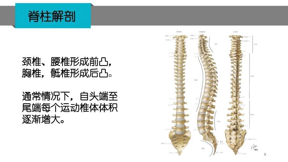 脊柱骨折泽ppt课件.ppt_第5页