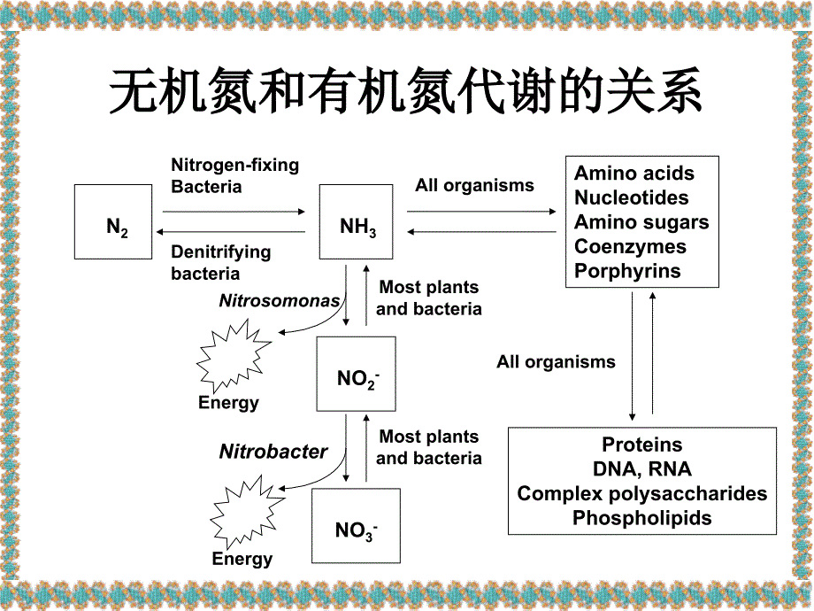 天津大学生物化学课件Lecture13AminoAcidMetabolism_第4页