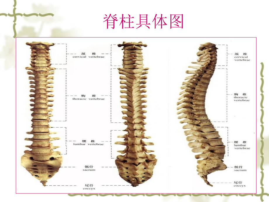 脊髓损伤平面的临ppt课件.ppt_第2页