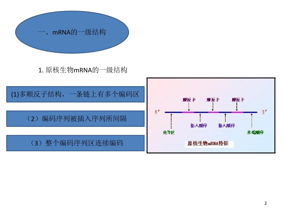 mRNA tRNA结构与功能ppt课件.ppt_第2页