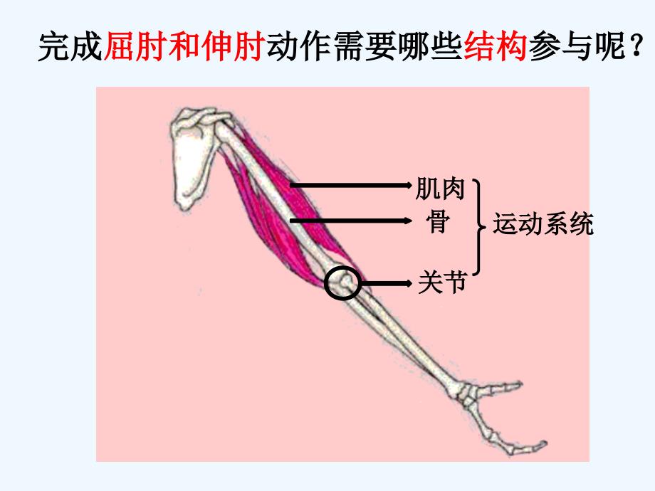 初中生物课件《动物的运动》_第2页