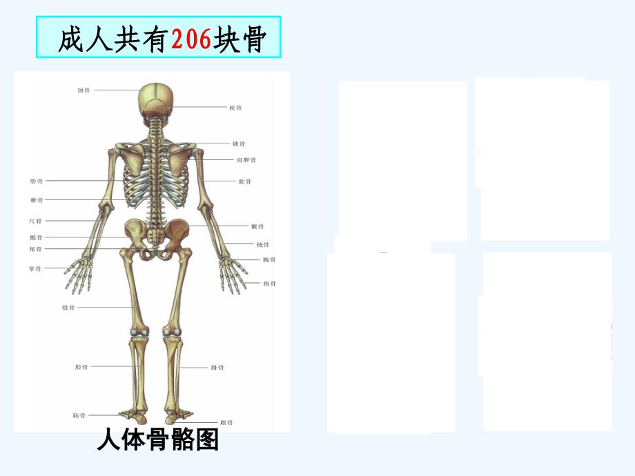 初中生物课件《动物的运动》_第3页