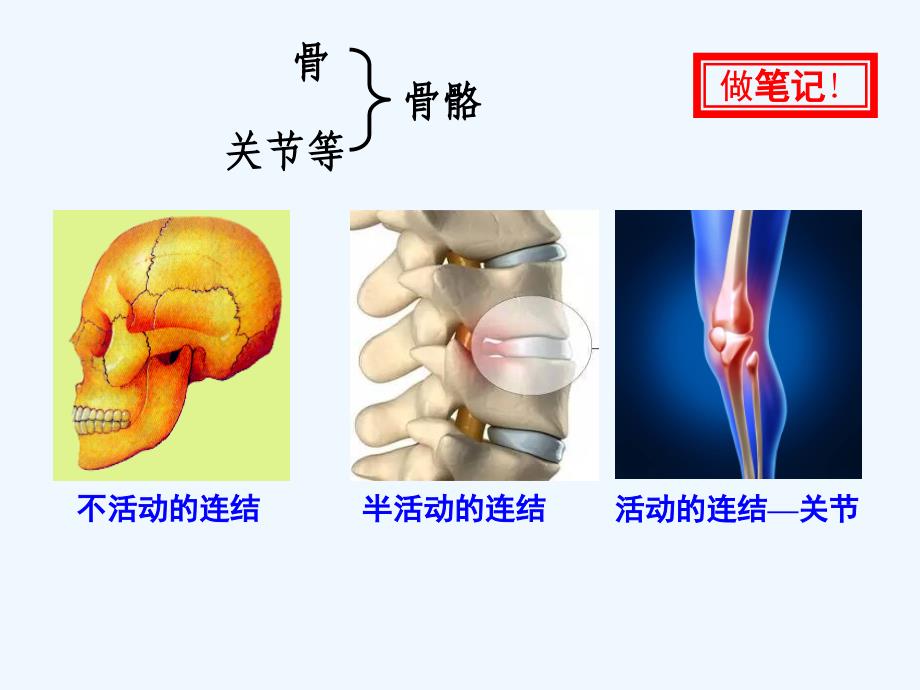 初中生物课件《动物的运动》_第4页