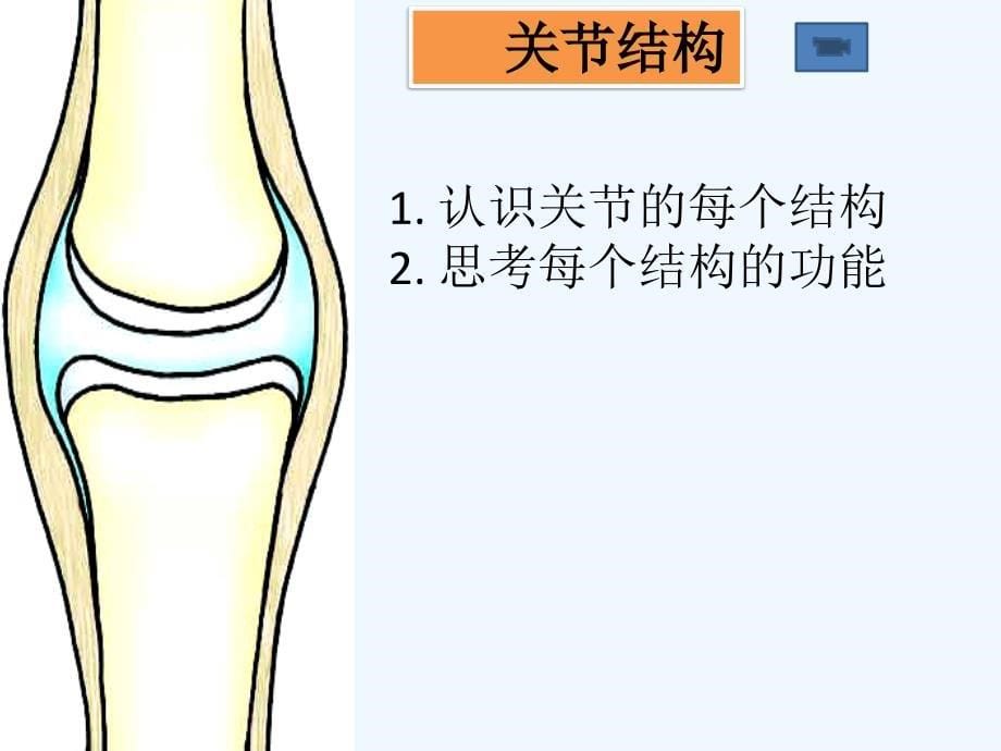 初中生物课件《动物的运动》_第5页