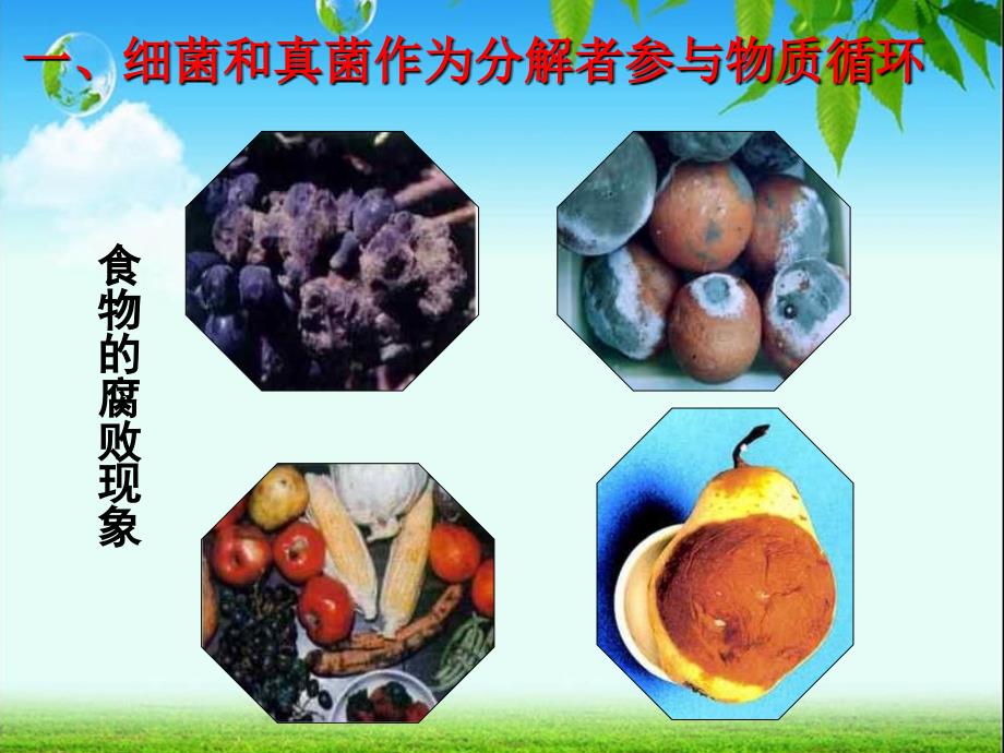 第四节细菌和真菌在自然界中的作用ppt课件.ppt_第4页