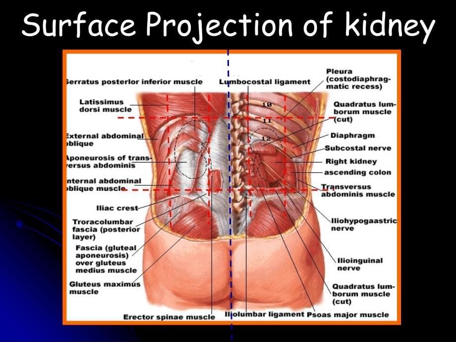 肾脏的局部解剖英ppt课件.ppt_第5页