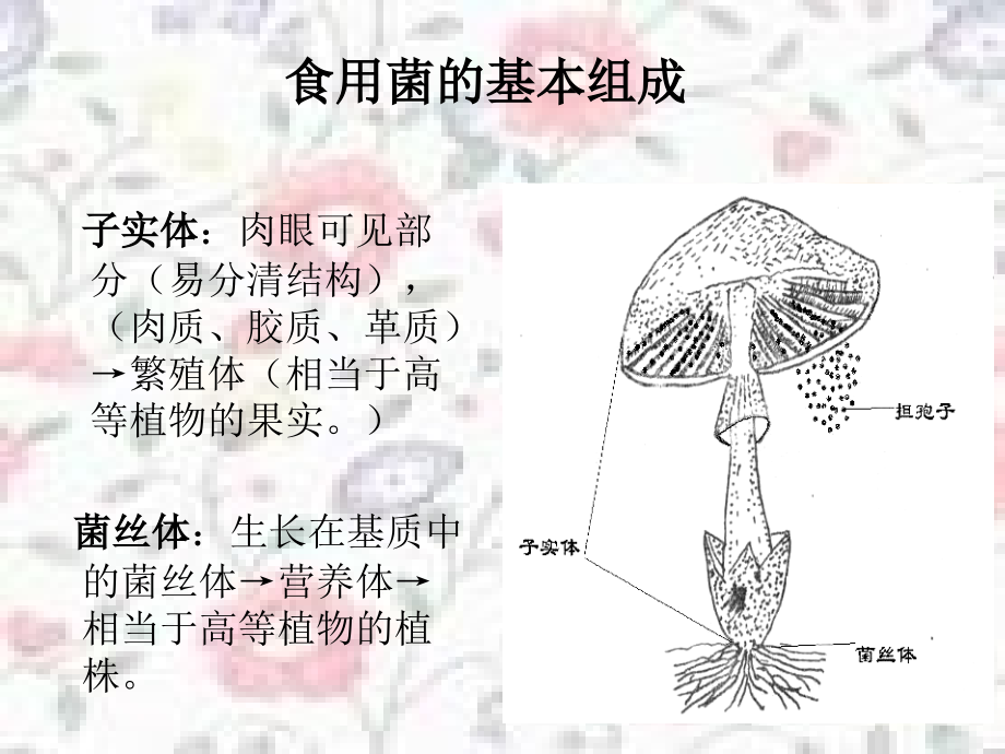 食用菌形态结构与分类 ppt课件.ppt_第2页