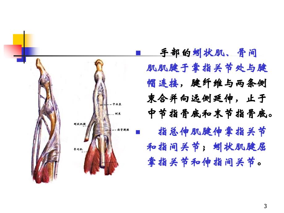 指伸屈肌腱断裂ppt课件.ppt_第3页