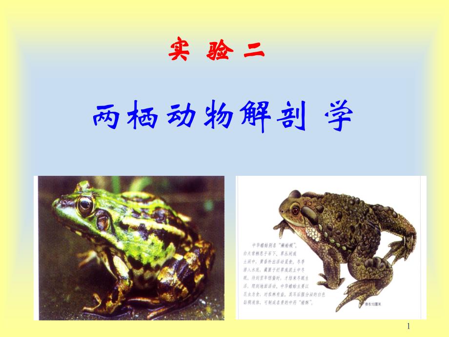 两栖动物解剖ppt课件.ppt_第1页