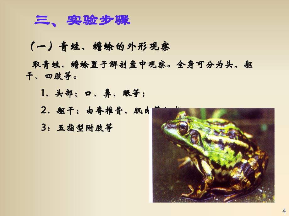 两栖动物解剖ppt课件.ppt_第4页