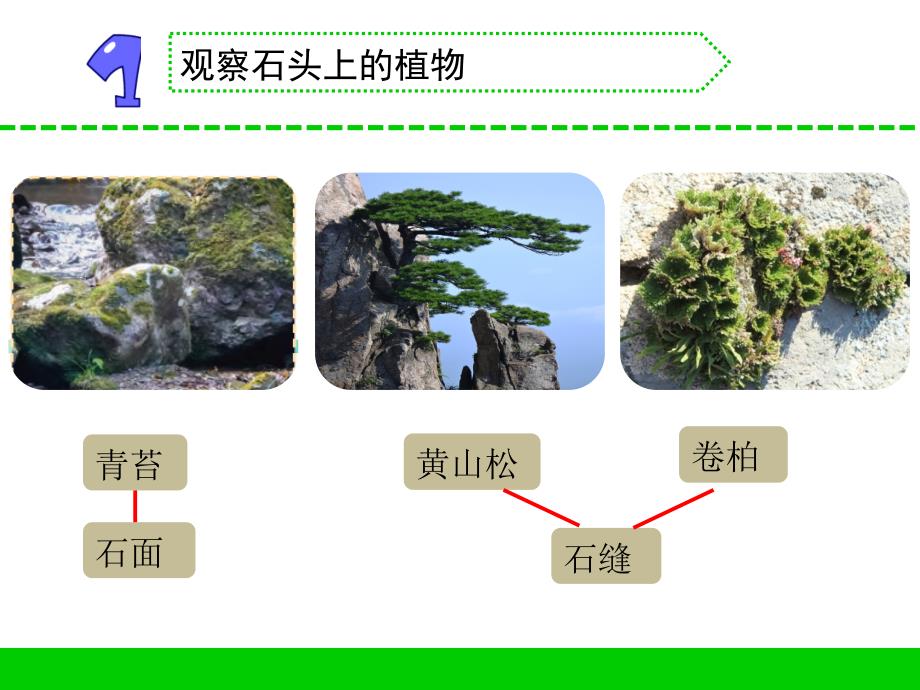 苏教版小学三年级科学下册第二单元《石头上的植物》课件_第3页