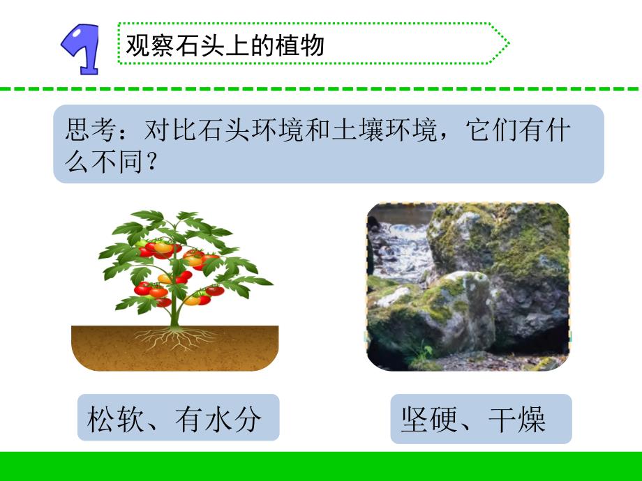 苏教版小学三年级科学下册第二单元《石头上的植物》课件_第4页