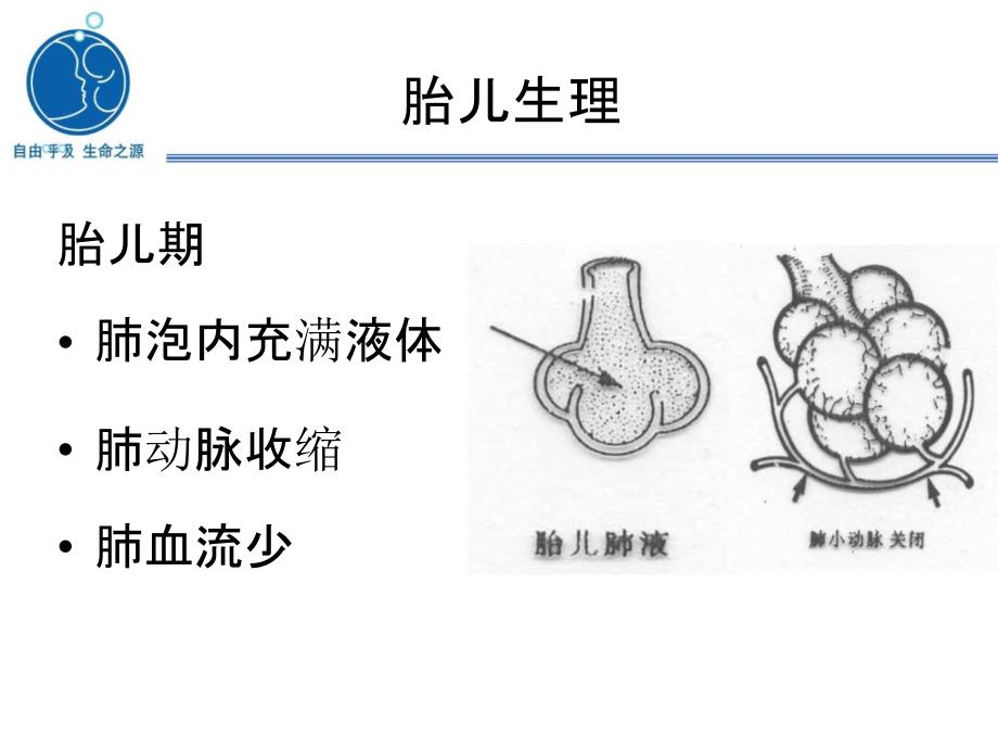 新版新生儿窒息复苏ppt课件.ppt_第2页