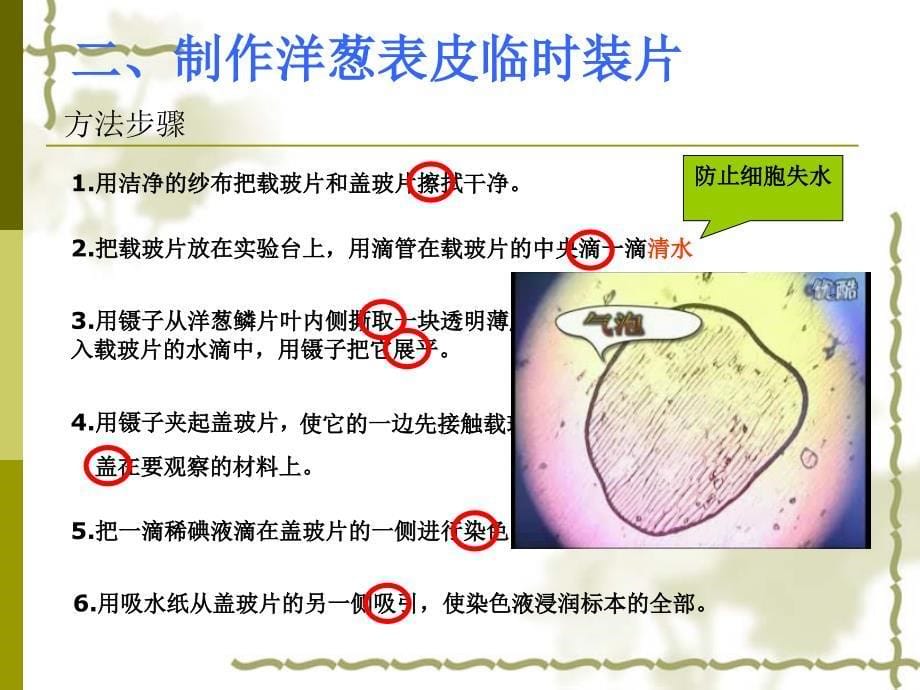 人教版七年级初一上册生物《植物细胞PPT课件》ppt课件.ppt_第5页