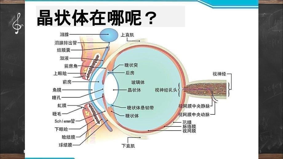 眼科白内障ppt课件.ppt_第5页