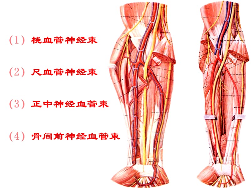 前臂与手局部解剖ppt课件.ppt_第4页