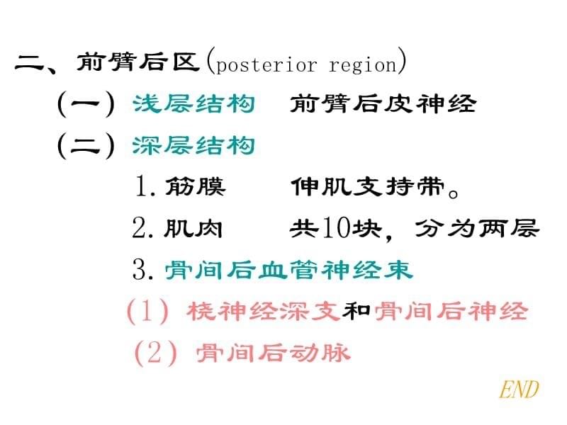 前臂与手局部解剖ppt课件.ppt_第5页