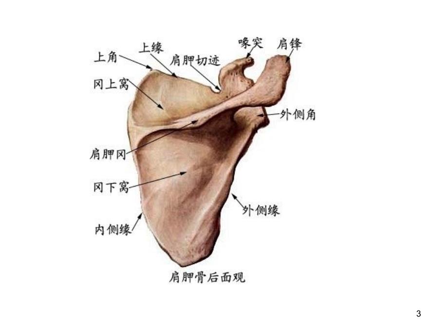 菱形肌与斜方肌的作用ppt课件.ppt_第3页