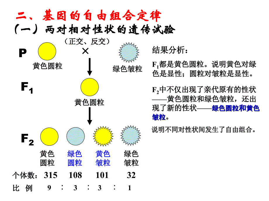 生物：32基因的自由组合定律-课件苏教版必修2_第4页